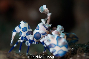 ATTENTION
Harlequin shrimp
Seraya Bali by Mickle Huang 